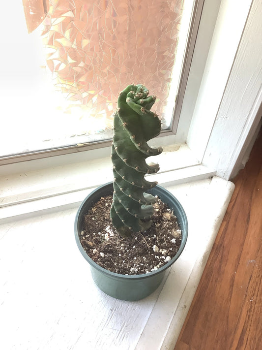 Cereus forbesii AKA spiral cactus
