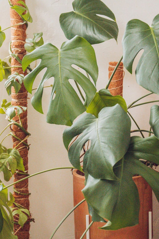 Coir Support Poles