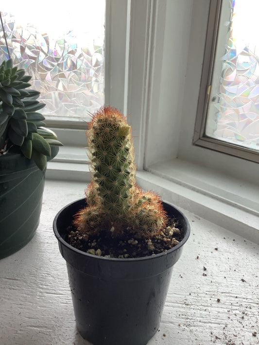 Copper king cactus