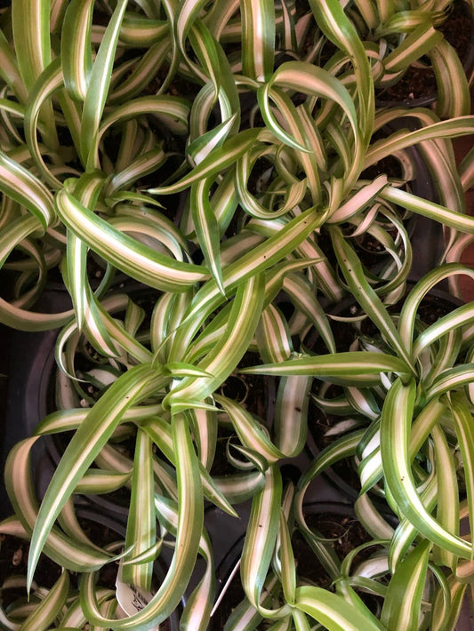 Curly variegated spider plant