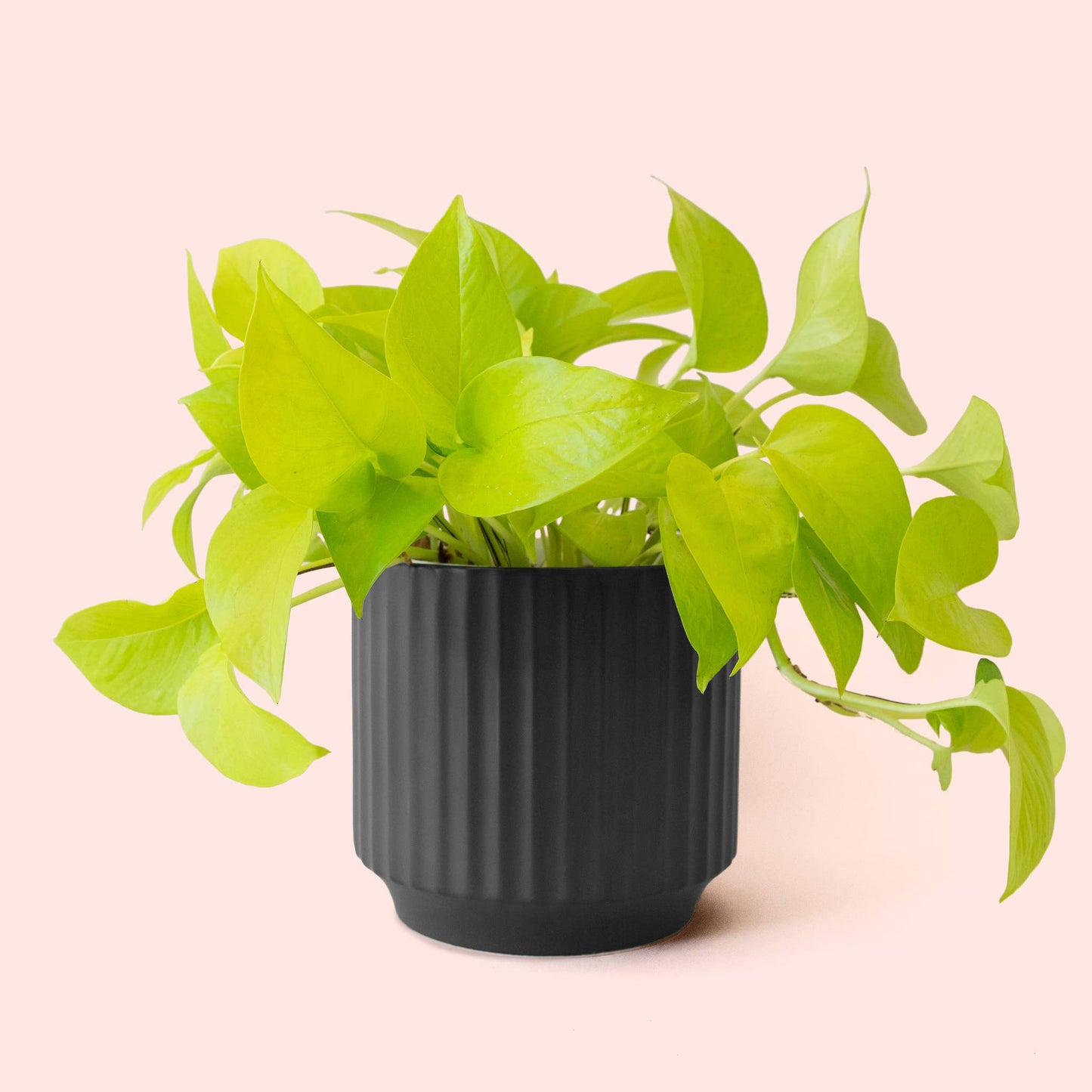 Matte Black Planter