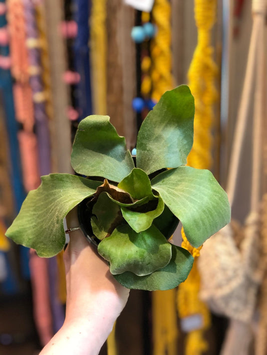 Elephant staghorn fern