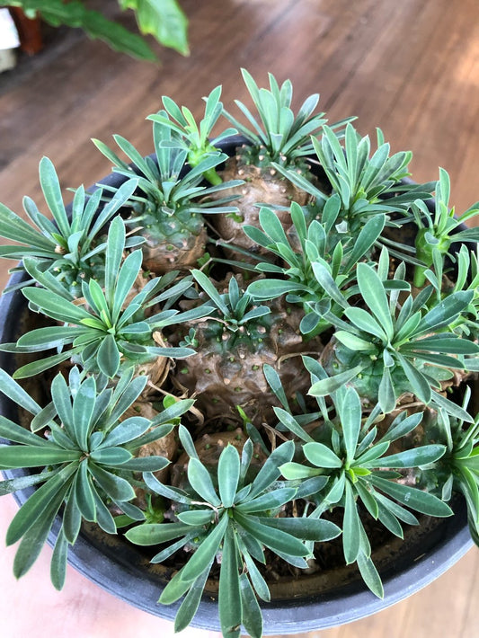 Euphorbia bupleurifolia