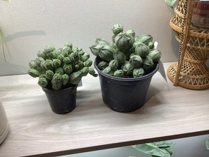 Euphorbia obesa