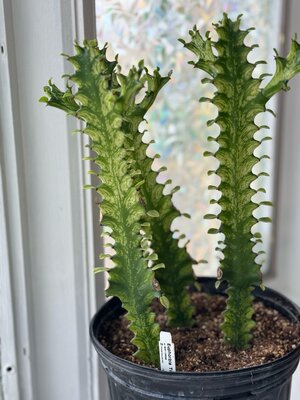 Euphorbia trigona variegated ‘mint creme’