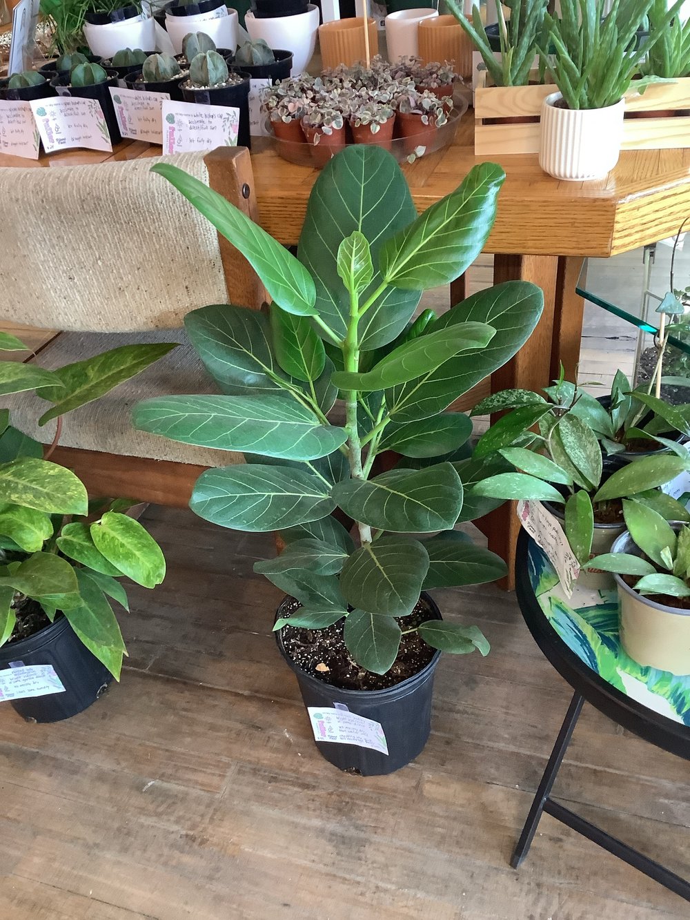 Ficus Audrey