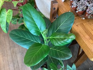 Ficus Audrey