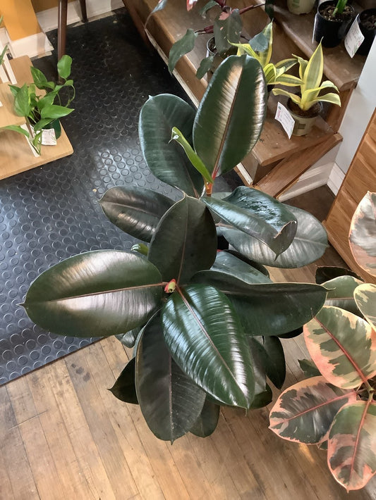 Ficus burgundy