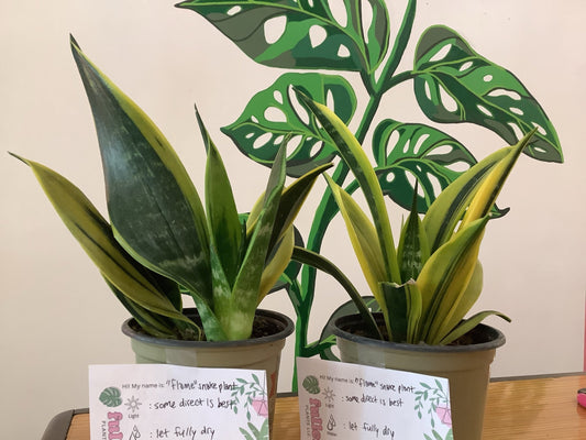 Flame Snake Plant