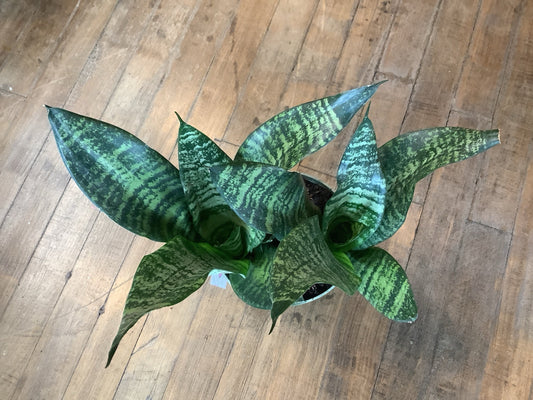 Futura Green Snake Plant