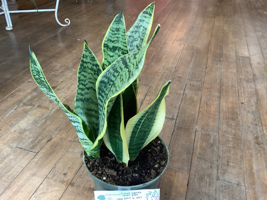 Futura Superba Snake Plant