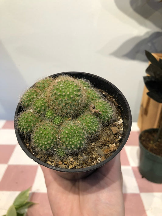 Globe cactus