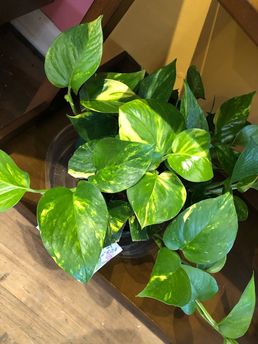 Golden pothos