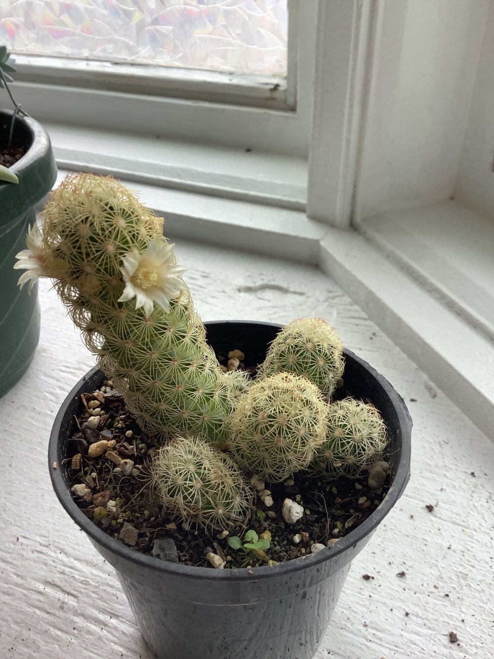 Gold lace cactus