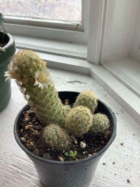 Gold lace cactus