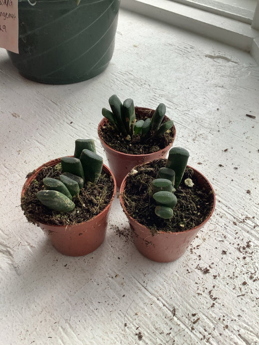 Haworthia hybrid g10
