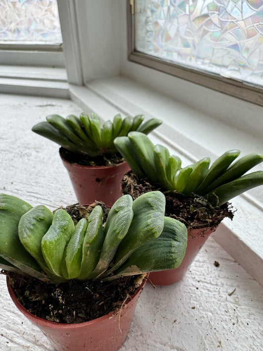 Haworthia truncata