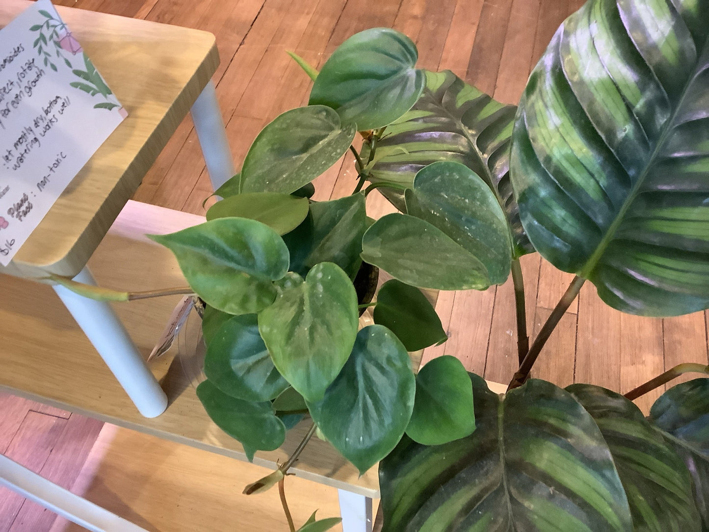 Heartleaf philodendron