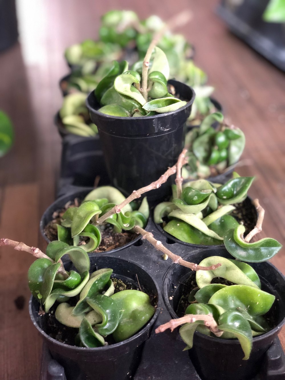 Hoya carnosa compacta (hindu rope)