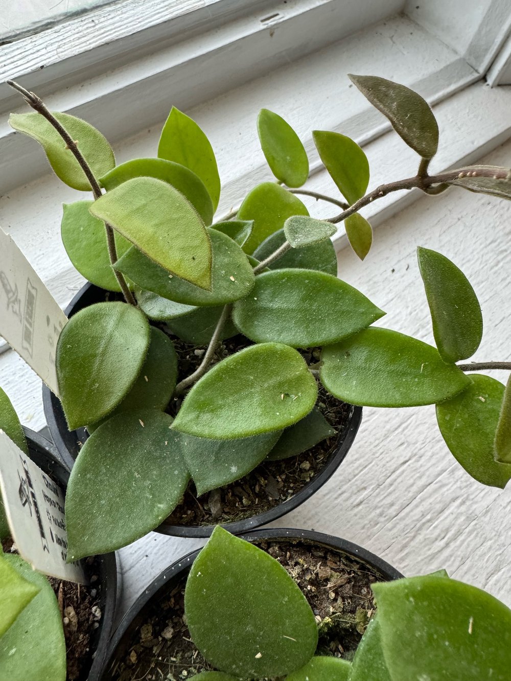 Hoya Chouke