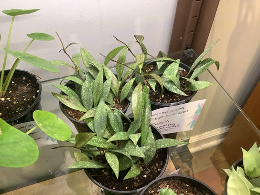 Hoya parviflora