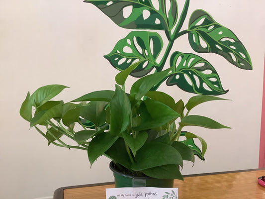 Jade pothos
