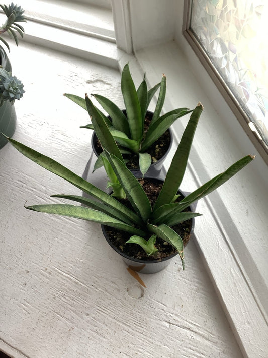Lilliput snake plant