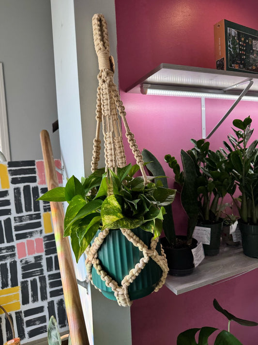 Macrame Plant Hanger