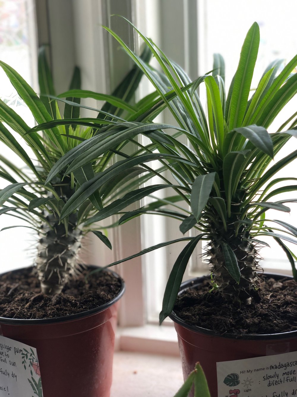 Madagascar palm