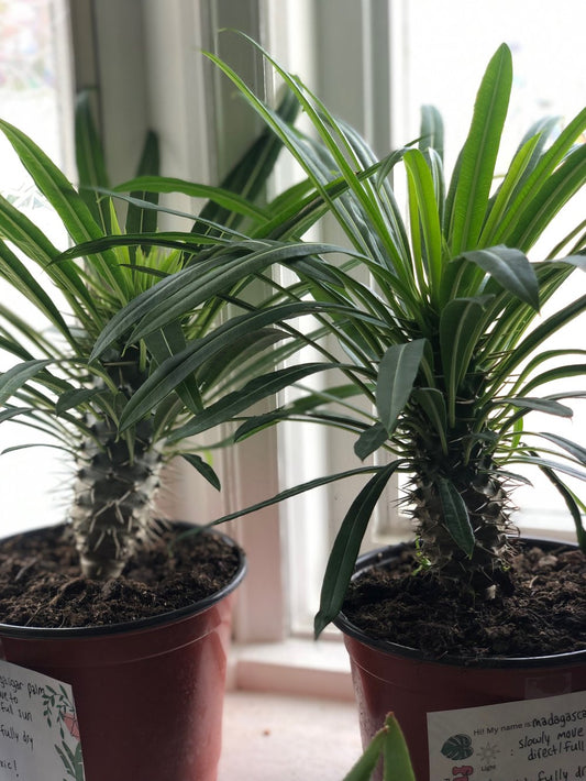 Madagascar palm