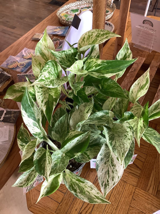 Marble queen pothos