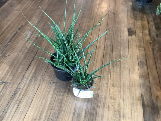 Mikado snake plant