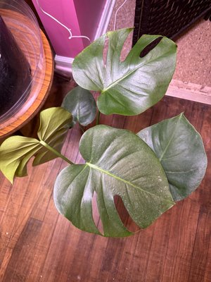 Monstera deliciosa
