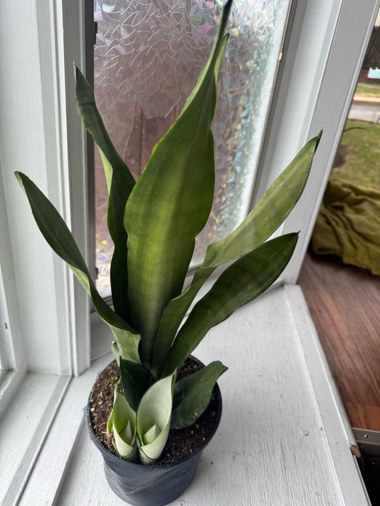 Moonshine snake plant