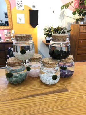 Moss ball ‘chico’