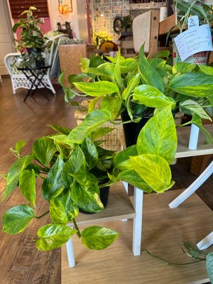 Neon queen pothos