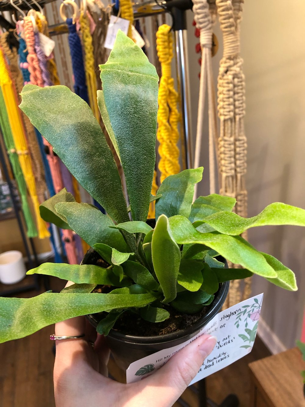 Netherlands staghorn fern