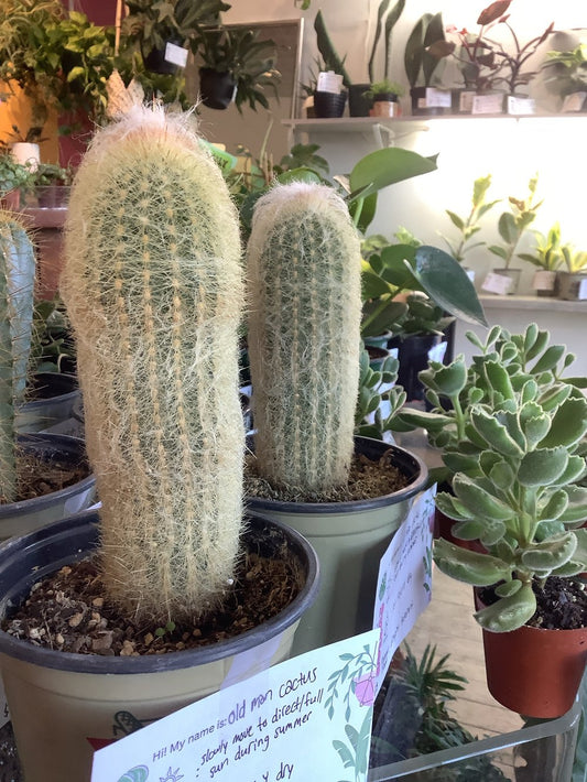 Old man cactus