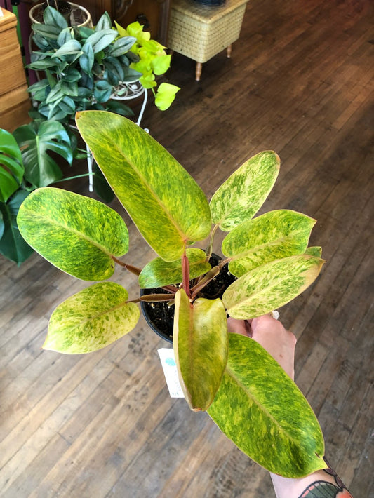 Painted lady philodendron