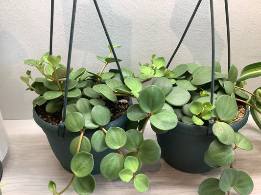 Peperomia Hope
