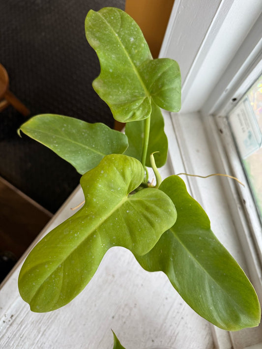 Philodendron bipennifolium