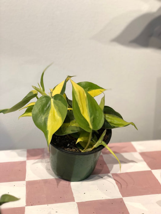 Philodendron brasil