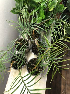 Philodendron Tortum