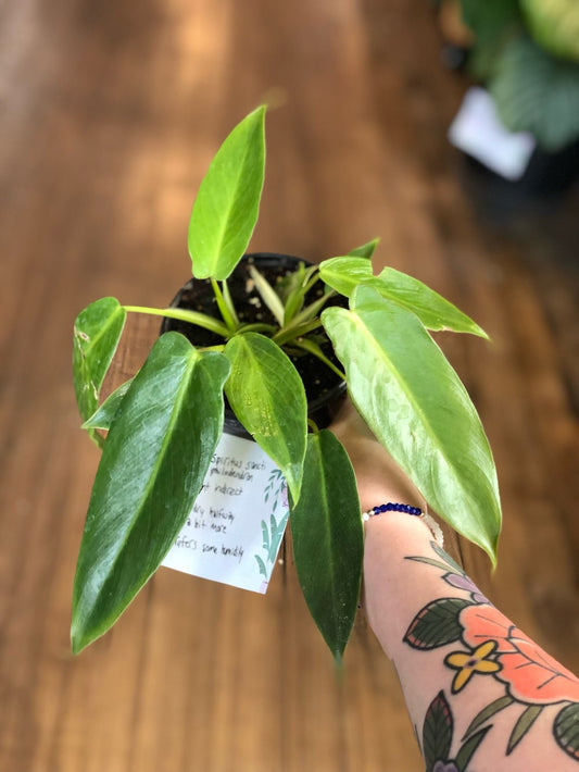 Philodendron spiritus sancti