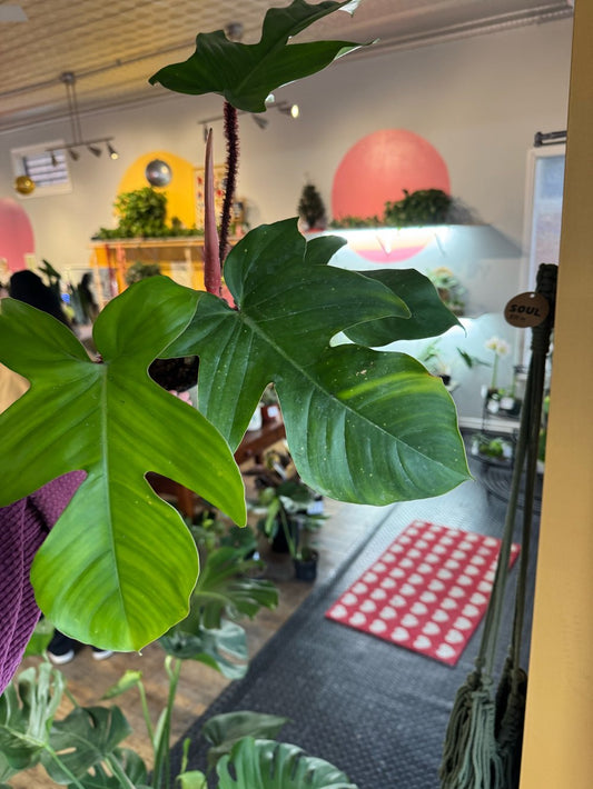 Philodendron squamiferum