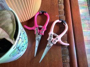 Pink pruning shears