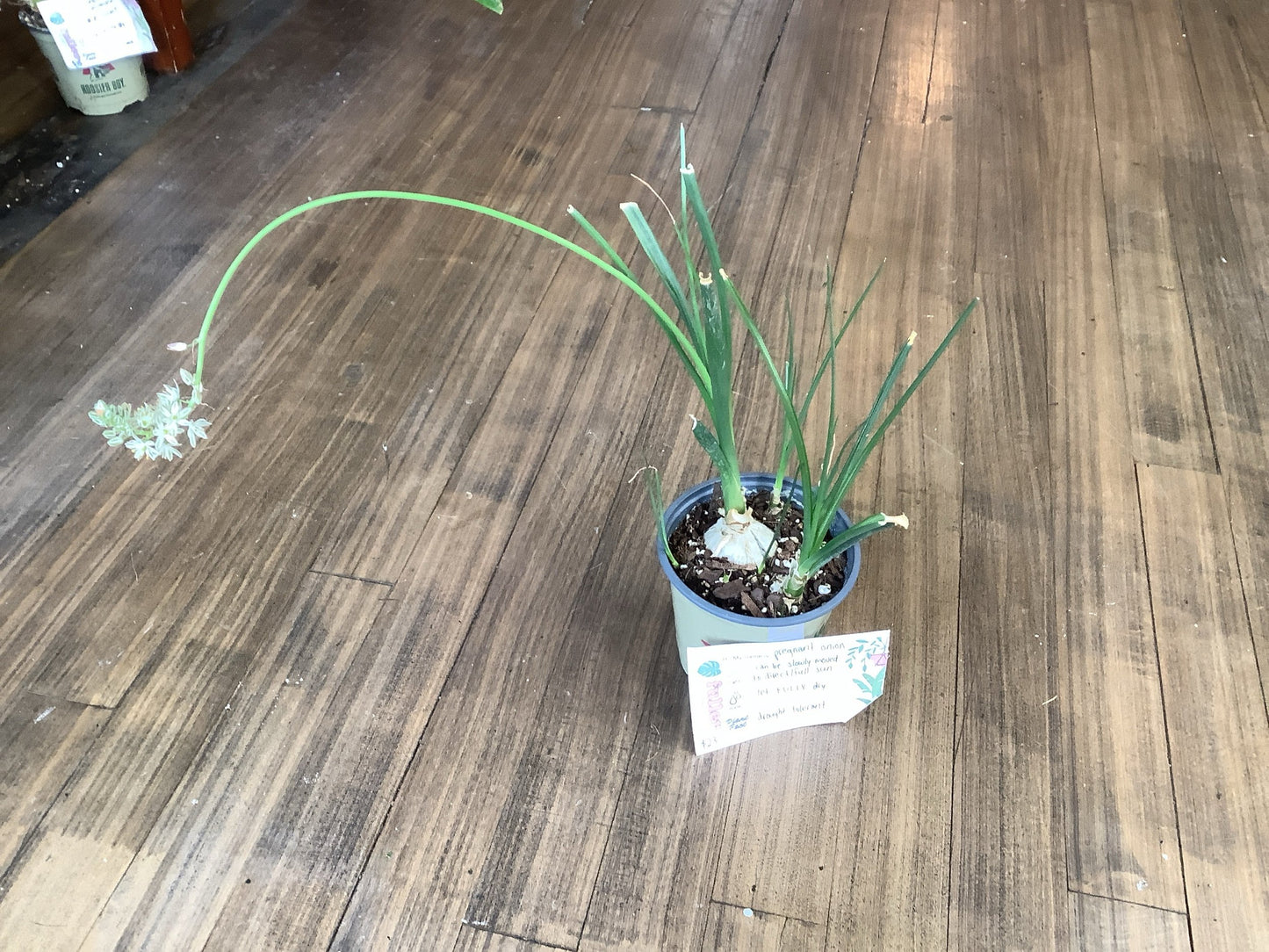 Pregnant onion succulent