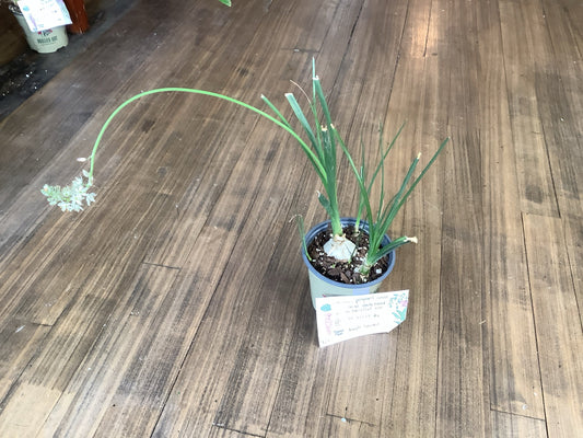 Pregnant onion succulent