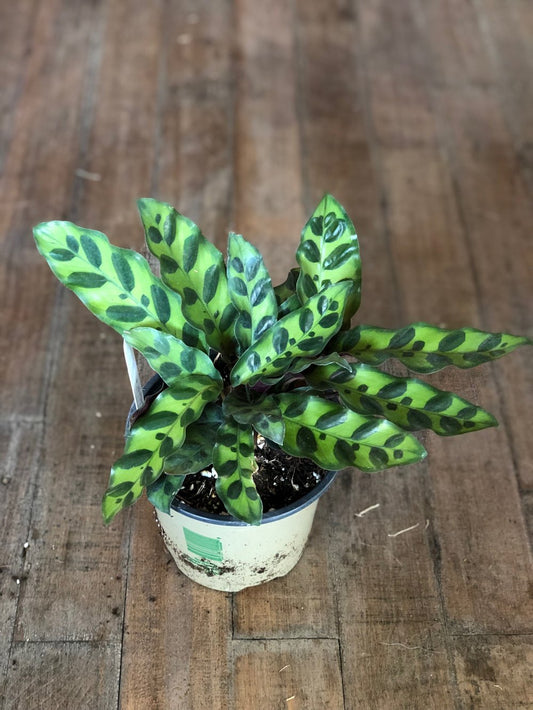 Rattlesnake calathea