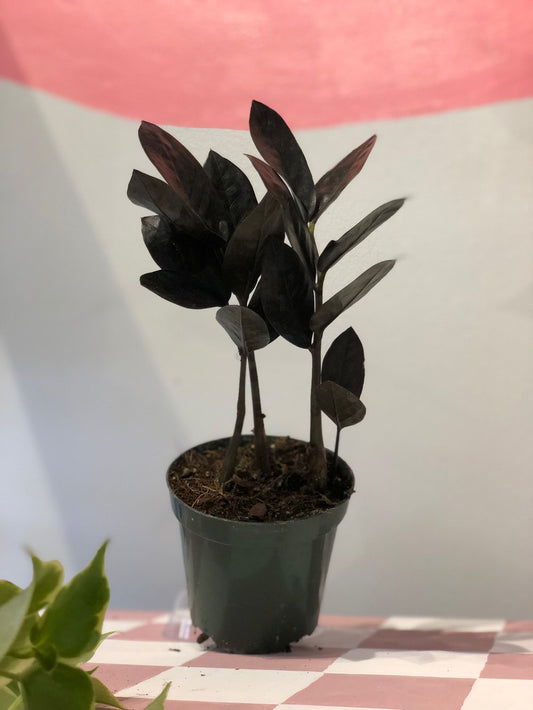 Raven ZZ plant